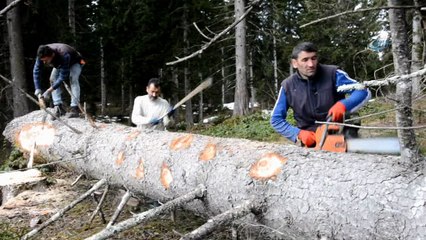 Ekmeklerini ormandan kazanıyorlar