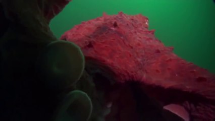 Animal Planet - The giant octopus of the ocean (Enteroctopus dofleini)