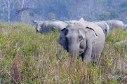 Kaziranga National Park - India