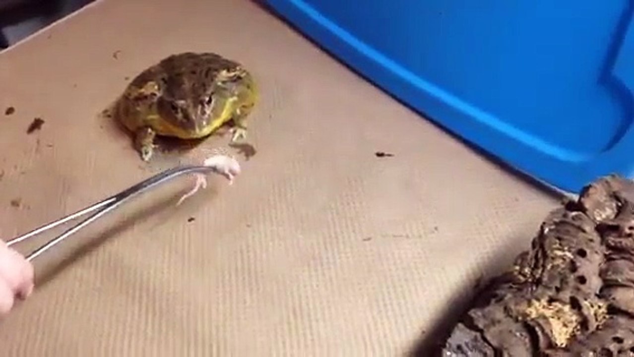 Snakes-N-Scales__African_Bullfrog,__King_Squish__at_dinner.
