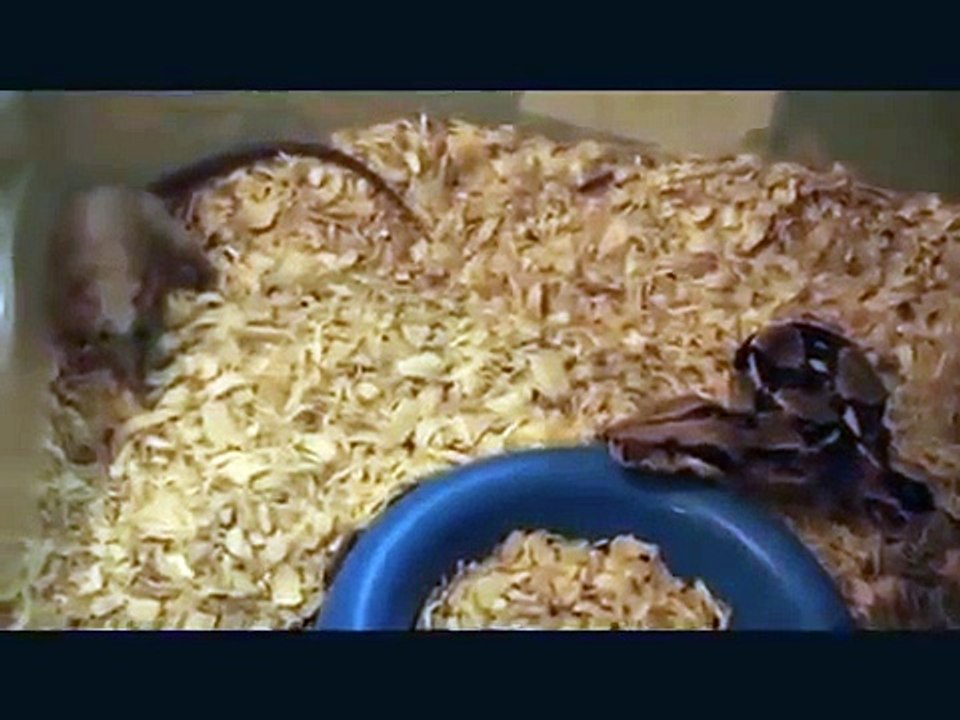 2_HUGE_snakes_EAT_2_HUGE_rats!