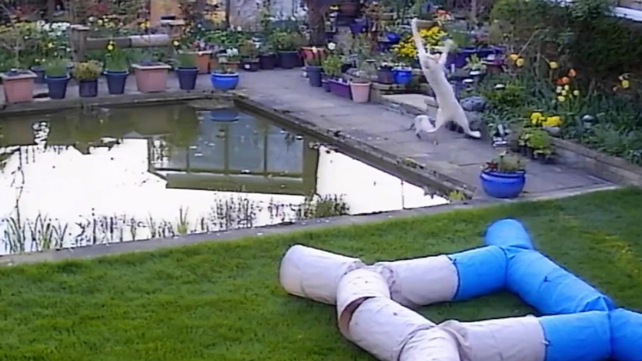 Un fail excellent avec un chat essayant d'attraper un oiseau