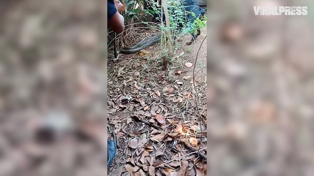 Python Bitten By Rottweilers