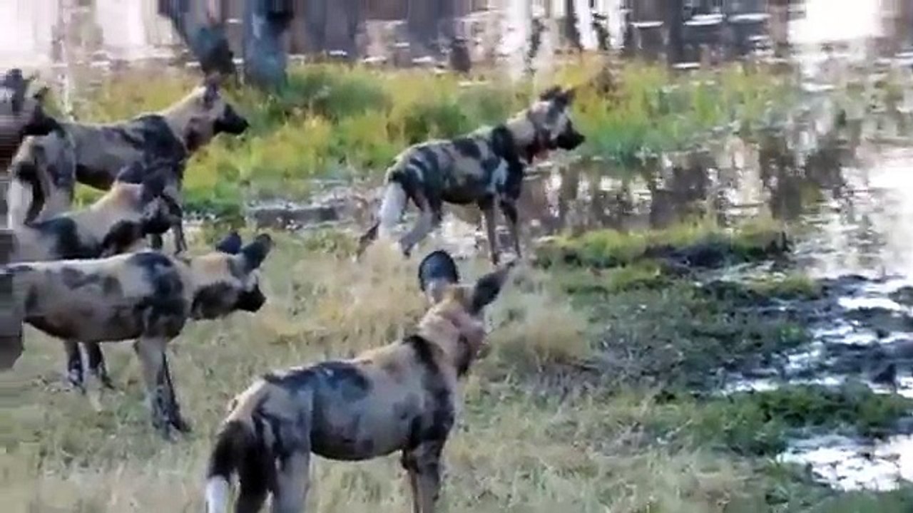African_Wild_Dogs_vs_Crocodile