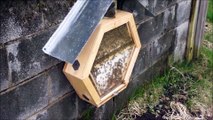 Grâce à cette entreprise, il est possible d'avoir des ruches d'abeilles dans sa maison !