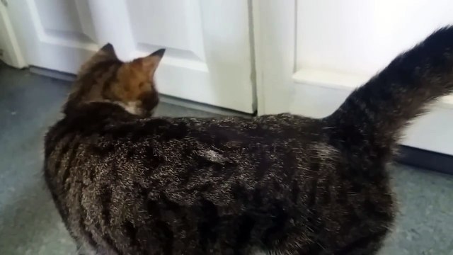 Cette maman Chat miaule pour retrouver ses chatons derrière la porte !