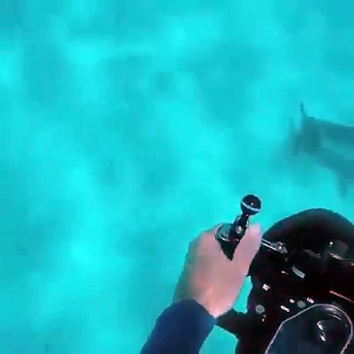 Un plongeur a la mauvaise idée de s’approcher d’un requin
