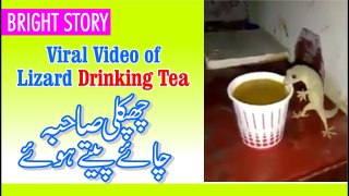 Cheek Clever Lizard Drinking Hot Tea When a Person Waiting for Cool down tea temperature