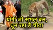 Yogi Ji संभल जाइए, Lucknow में खुलेआम घूम रहा है Leopard, Viral Video | वनइंडिया हिन्दी