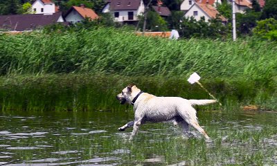 AMAZING DOGS RUN ON WATER