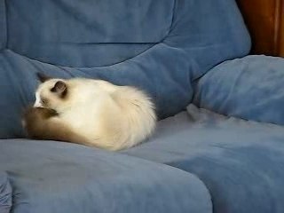 Les Ragdolls de Ragakitty www.ragakitty.com