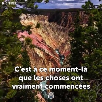 14 loups ont été relâchés dans un parc - Personne ne s'attendait au miracle que les loups apporteraient