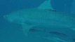 Tiger and Bull Sharks Spotted Near Jupiter, Florida