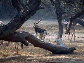 male black buck - Zoological Park, New Delhi