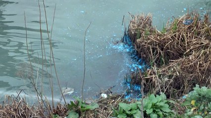 Şehrin göbeğindeki dere maviye boyandı