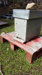 Colonie "Elisabeth". 17/02/18