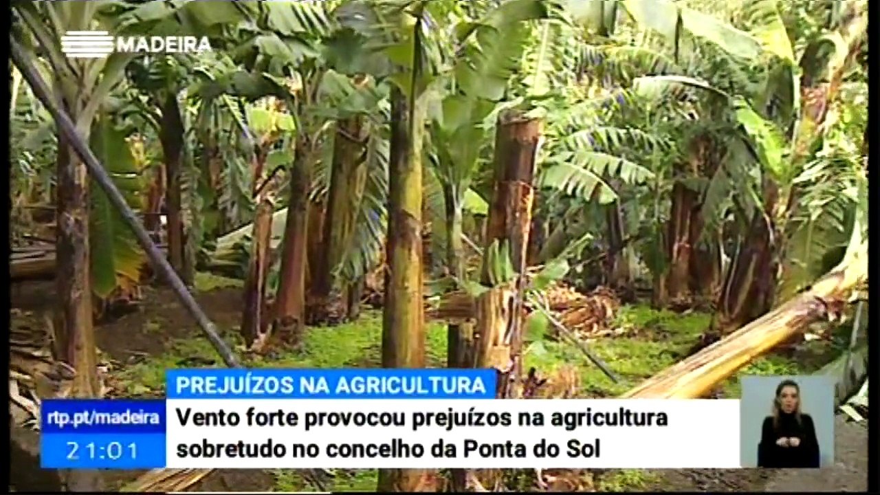 Vento forte provocou danos nas culturas de banana na Ponta do Sol