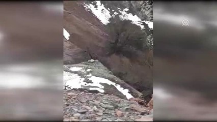 Teröristler Arı Kovanına Patlayıcı Tuzaklamış