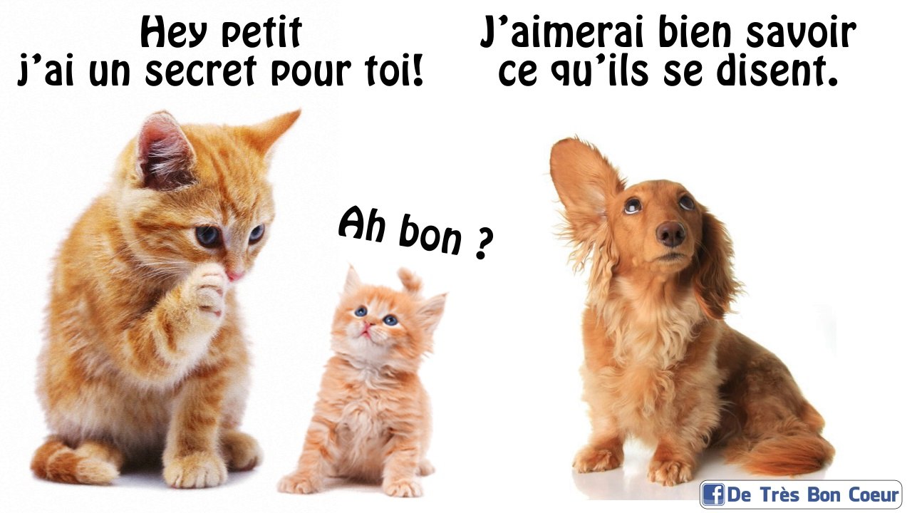 La curiosité est un vilain défaut