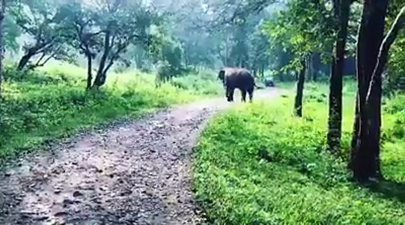elephant attack in forest