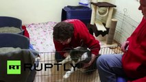 Dortmund (Allemagne) : un félin prétend au titre le plus gros chat du monde
