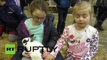Grande-Bretagne: des lapins super mignons ont leur propre « Grand National »