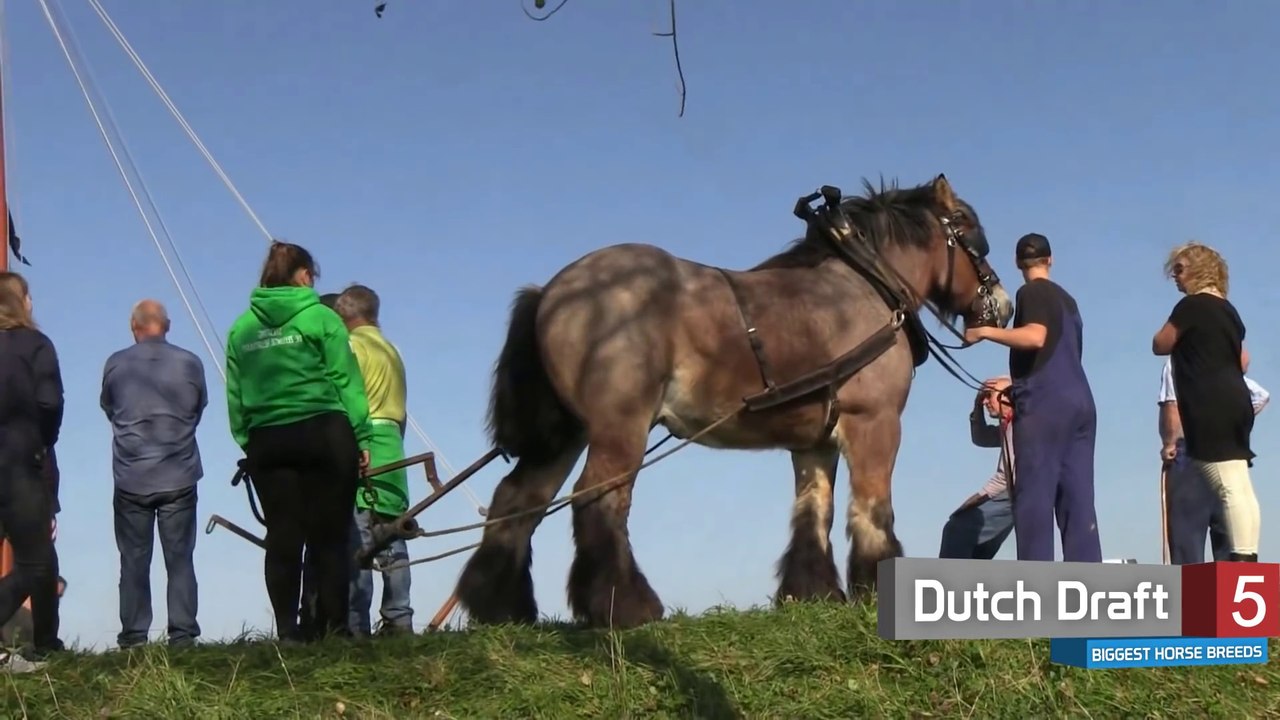 TOP 10 BIGGEST HORSE BREEDS