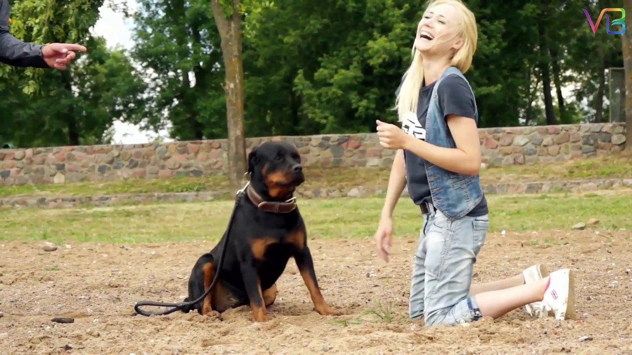 Extreme Trained & Disciplined Rottweiler Dogs