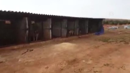 Köpek ve Horoz Dövüştürenlere Operasyon