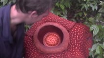 Il nous fait découvrir la plus grosse fleur du monde : Rafflesia arnoldii