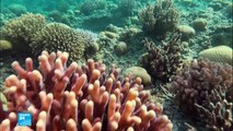 ما هي أسرار الشعب المرجانية في البحر الأحمر؟