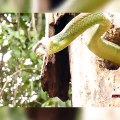 Un pic vert tente de manger un énorme serpent... Courageux l'oiseau