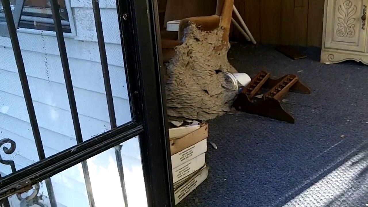 Regardez le nid de guêpes géant que cet américain a trouvé chez lui...