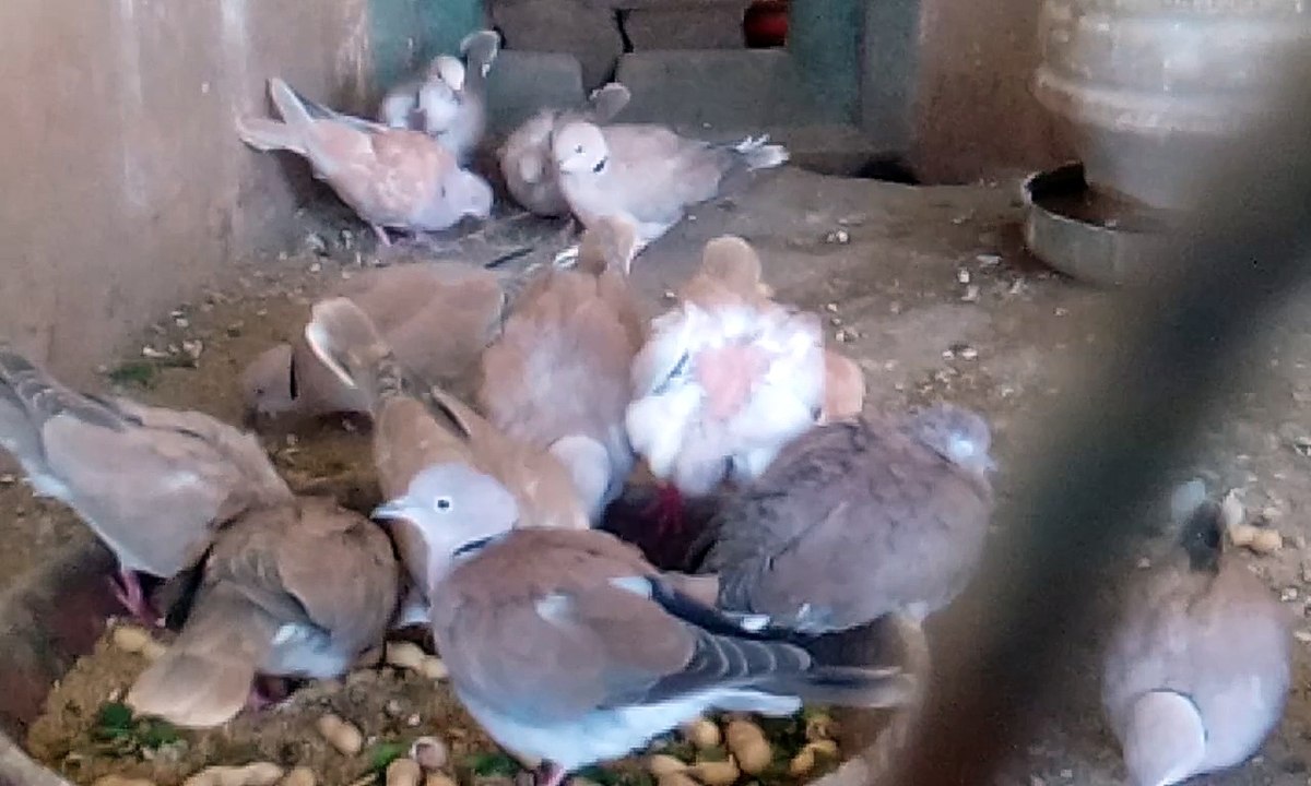 Dove Eating Food | Birds Video 2018 | Fakhta Bird Video | Dove eating playing