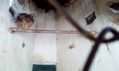 Owl eating Meat 2018 |Birds Videos For kids