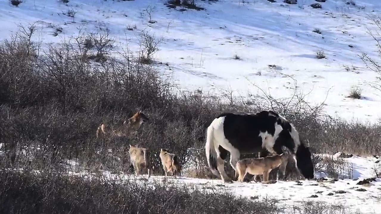 Cheval vs Loups