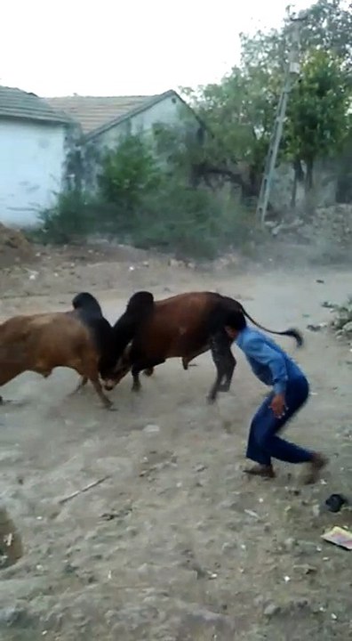 Bull fight