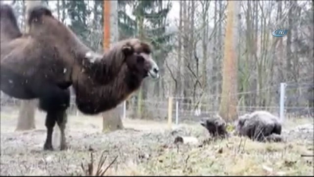 - Yavru Devenin Ayağa Kalkma Mücadelesi