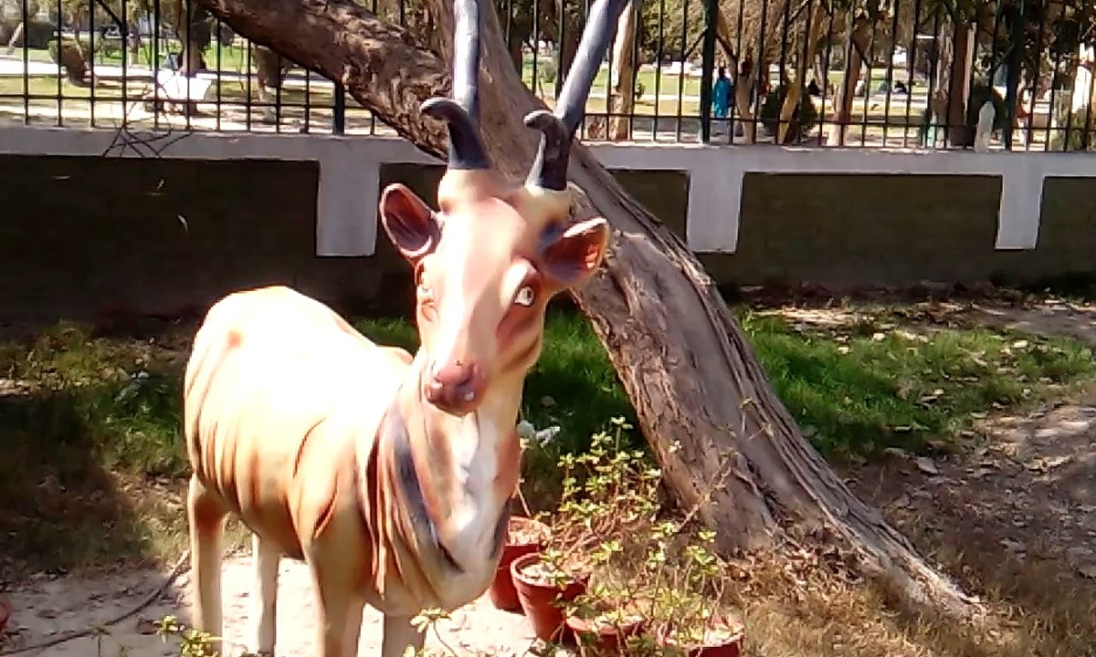 Amazing!! Wild Animal Video For Kids | Giraffe - Hippopotamus video for kids 2018 | top animal video