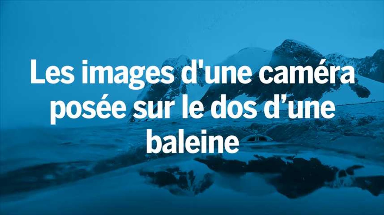 Posée sur le dos d’une baleine, une caméra montre son comportement sous-marin