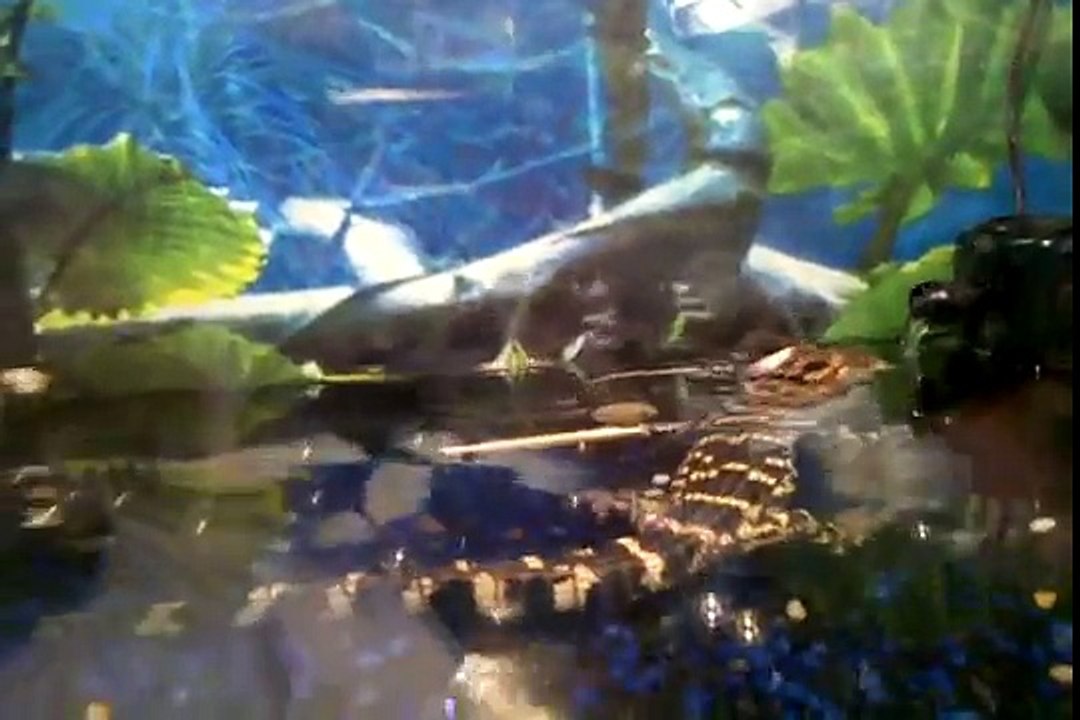Killer_Croc_vs_Rat