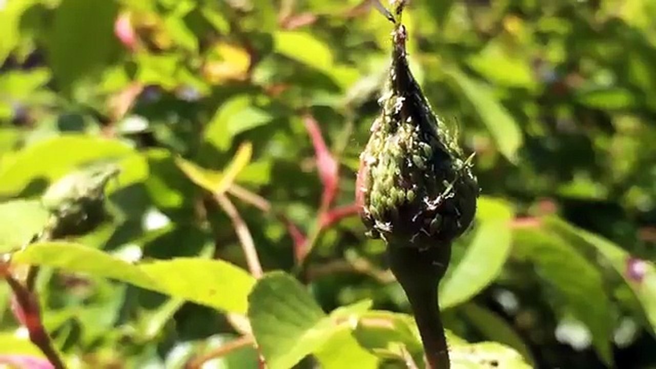 Raising tiny bird