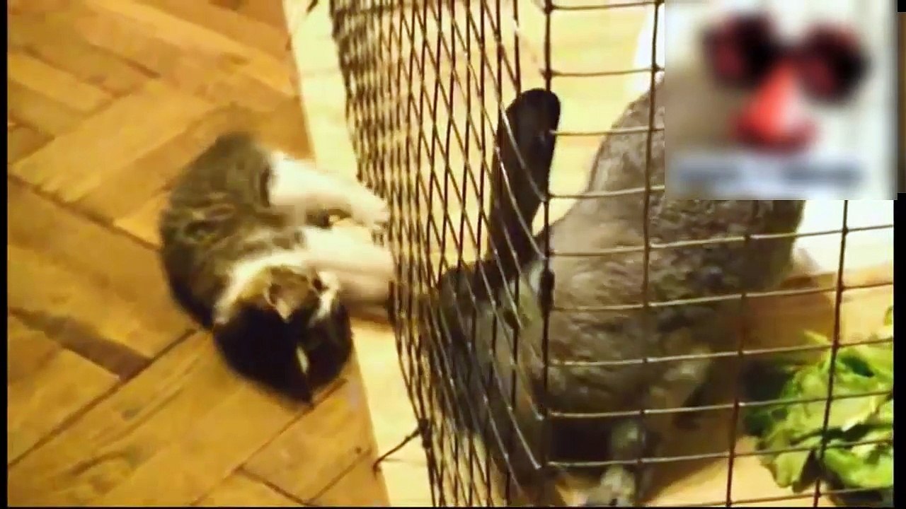 Los Videos De Gatos Más Graciosos Y Divertidos Del NO TE LO PUEDES PERDER