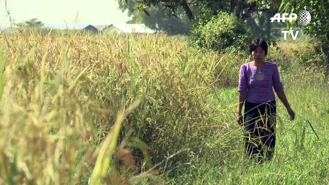 Myanmar farmers going against the grain with apps