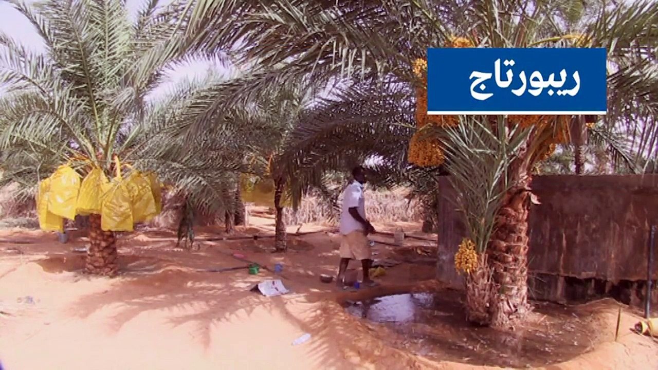 موريتانيا.. مهاجر سابق يستخدم واحات أجداده للحد من هجرة الشباب