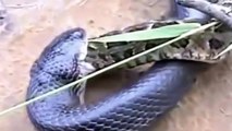 El Rey Cobra Vs Serpiente Pitón Increíble Mortal Lucha A Muerte - 2018