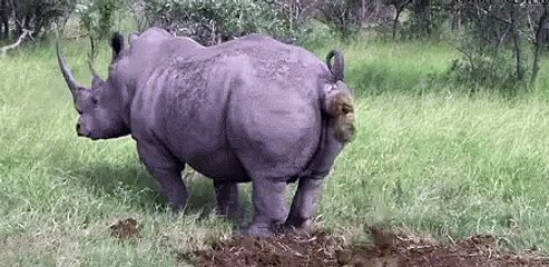 A real day of shit: Explained by Rhino !