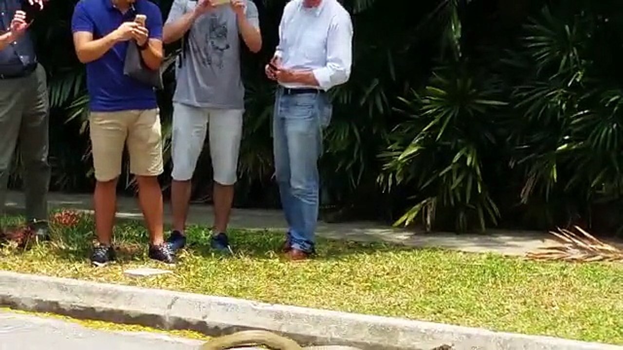 Mira la pelea entre cobra real y serpiente pitón en una universidad