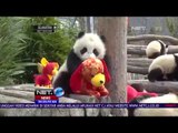 Semarak Imlek, Bayi Panda Kedapatan Hadiah Bonek Anjing - NET 24
