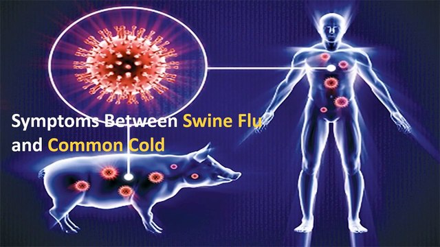 Symptoms of Swine Flu, Common Cold and Fever